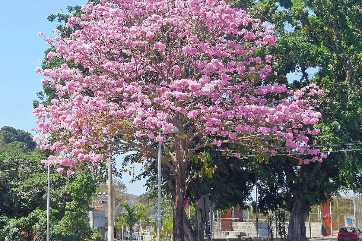 ▷ ÁRBOL NACIONAL DE EL SALVADOR » Maquilishuat y Bálsamo