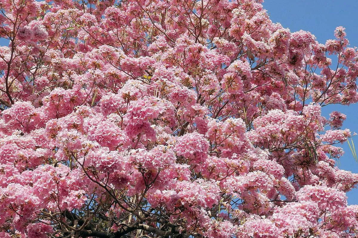 ▷ ÁRBOL NACIONAL DE EL SALVADOR » Maquilishuat y Bálsamo