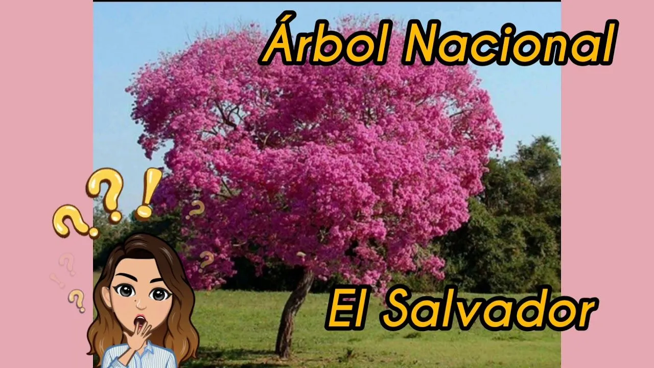Árbol Nacional--- El Salvador--- Maquilishuat - YouTube Árbol Nacional--- El Salvador--- Maquilishuat - YouTube