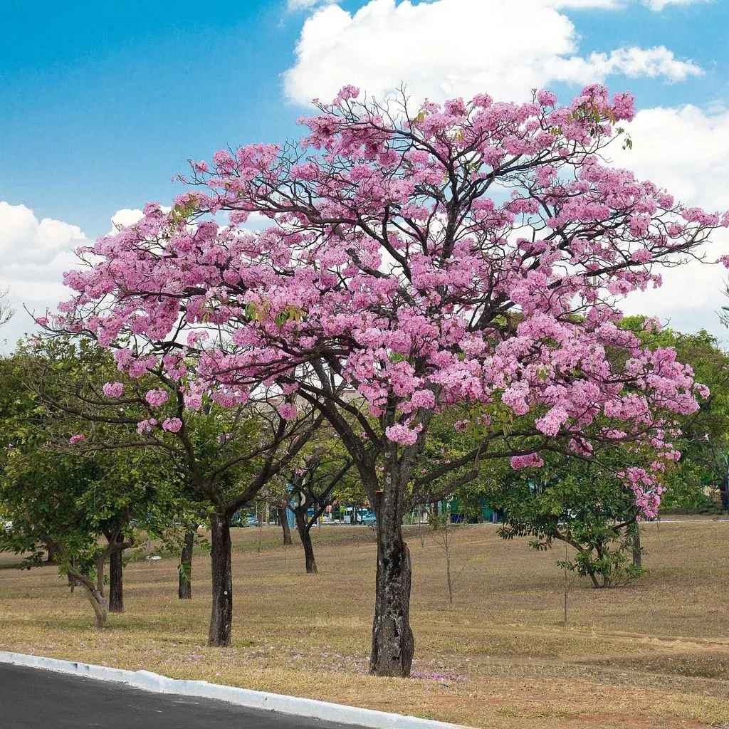 ARBOL NACIONAL DE EL SALVADOR - MIPATRIA.NET