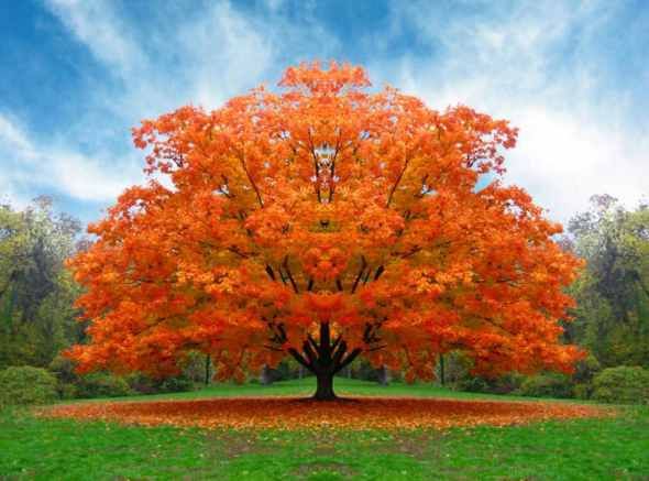 Árbol Naranja. | Árboles amarillos, naranjas y rojos otoño ...