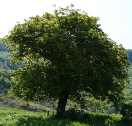 Arbol de Nogal | Jardín