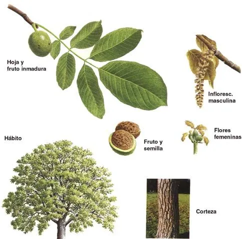 Arbol de Nogal | Jardín