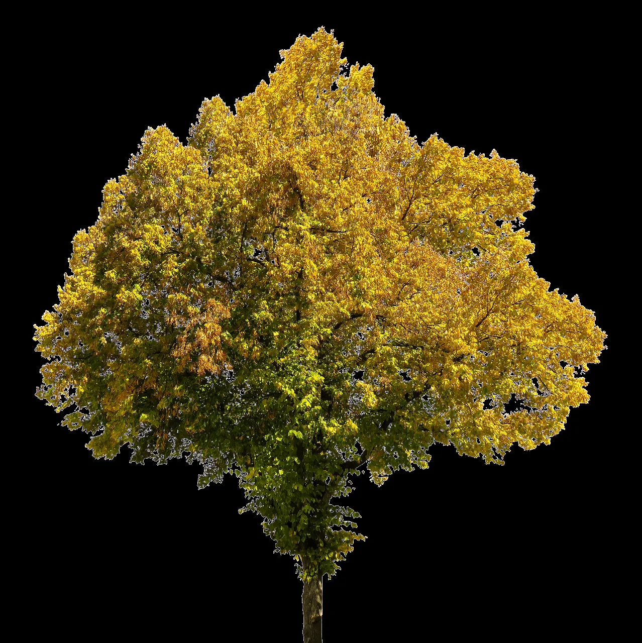 Árbol en Otoño PNG transparente - StickPNG