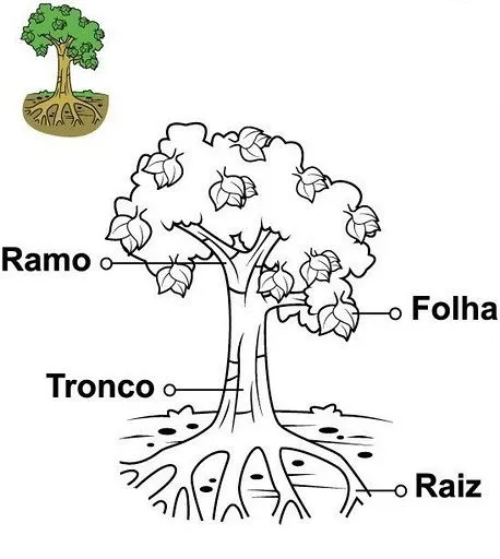 Arbol con sus partes para colorear - Imagui