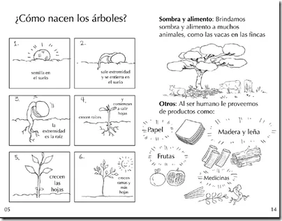 Arbol con sus partes para colorear - Imagui