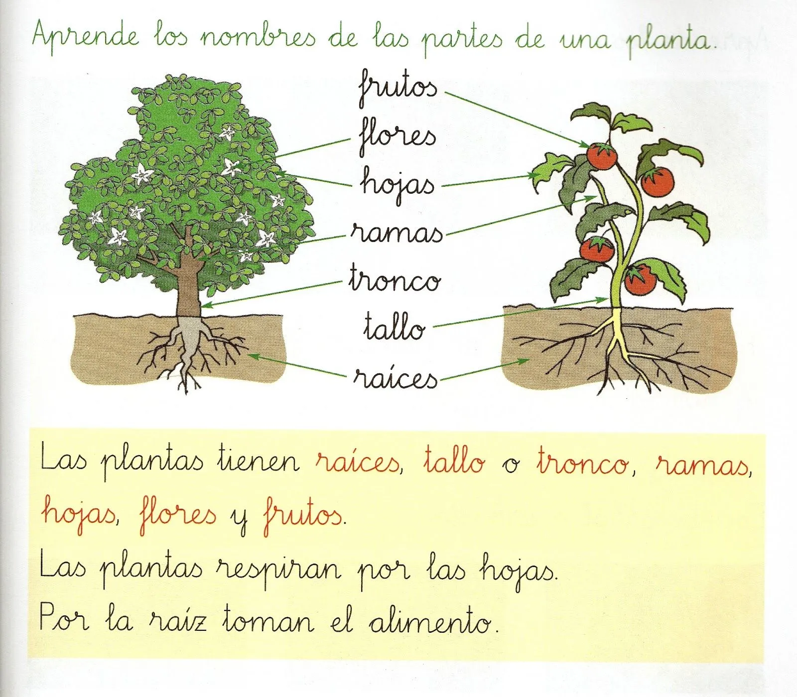 SEGUNDO DE PRIMARIA : CONO