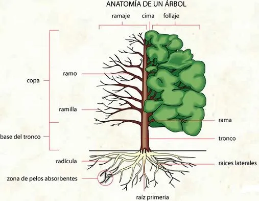 DIBUJO DE UN ARBOL Y SUS PARTES - Imagui