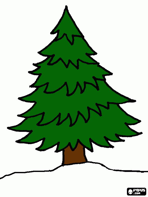 arbol pino para colorear, arbol pino para imprimir