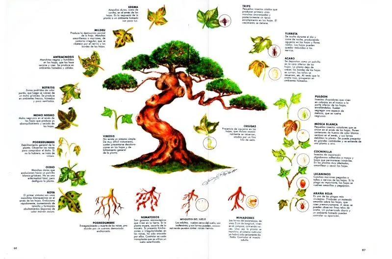arbol de las plagas
