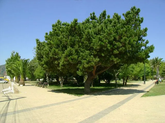 Árbol en Plaza de Papudo | Flickr - Photo Sharing! Árbol en Plaza de Papudo | Flickr - Photo Sharing!