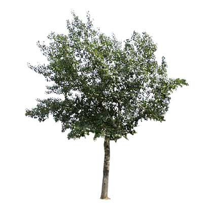 Arbol psd - Imagui