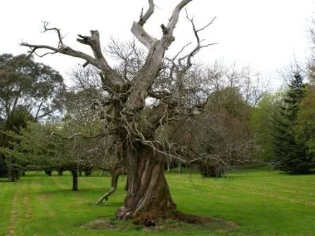 El árbol que no quería dar frutos | Sabiduria. El árbol que no quería dar frutos | Sabiduria.