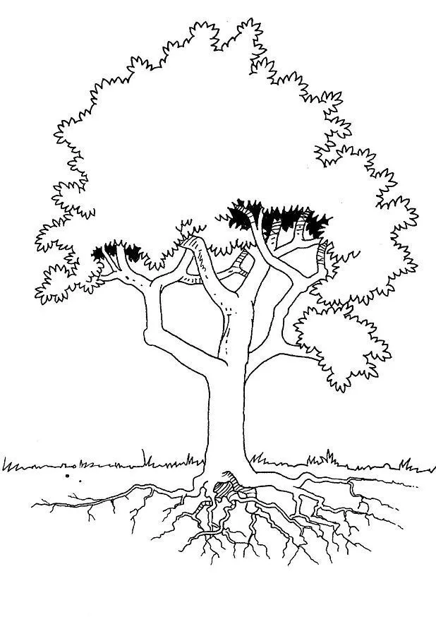 Árbol y raíces - Árboles - Just Color Niños : Dibujos para colorear para niños Árbol y raíces - Árboles - Just Color Niños : Dibujos para colorear para niños