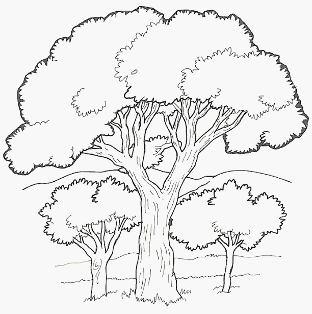 Arbol saman para colorear - Imagui