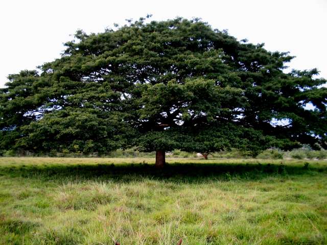 El árbol de samán | Cuidado de Plantas