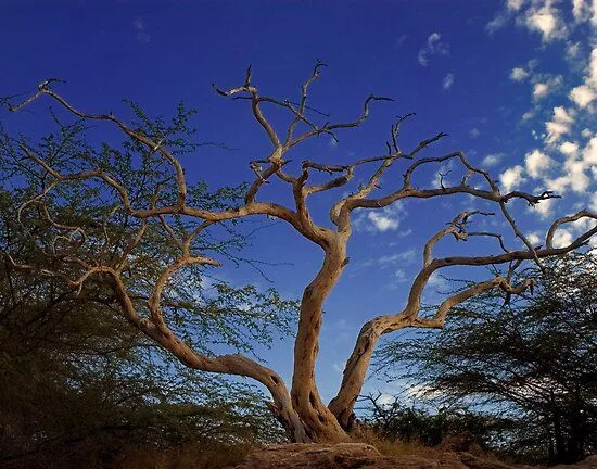 Arbol Seco, Cielo Azul" by Jacobo Merced | Redbubble Arbol Seco, Cielo Azul" by Jacobo Merced | Redbubble