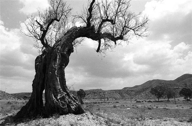 El árbol seco - Paisajes Literarios - BLOG - El árbol seco - Paisajes Literarios - BLOG -