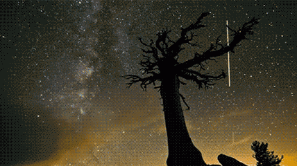 arboles secos | Tumblr