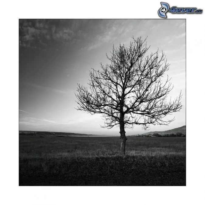 arbol-solitario,-arbol- ...