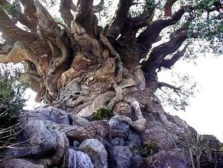 EL ARBOL DE STA. MARIA DEL TULE, Oaxaca, México EL ARBOL DE STA. MARIA DEL TULE, Oaxaca, México