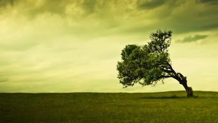 arbol-torcido.jpg