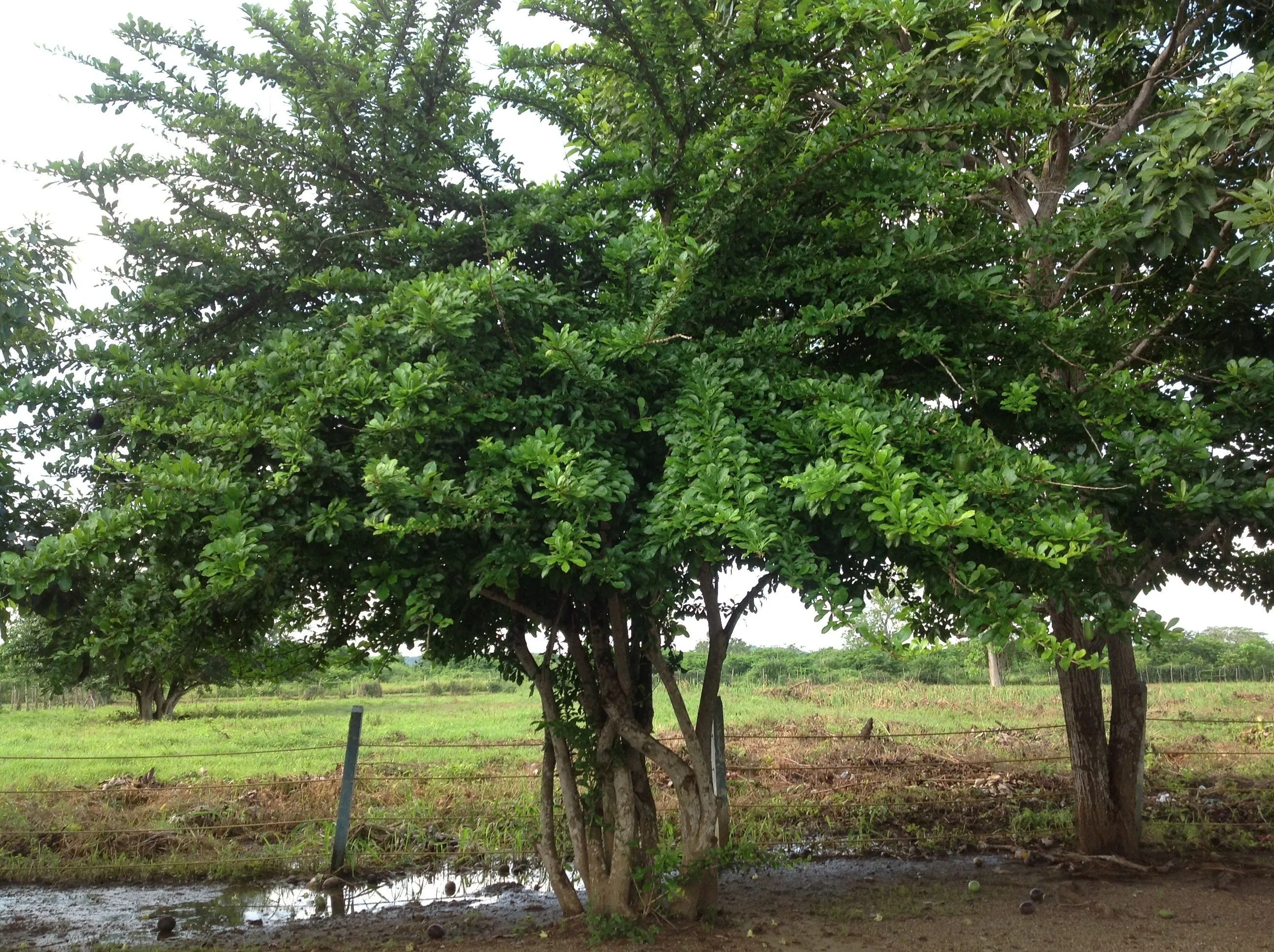 Árbol del totumo completo | Arboles, Naturaleza, Regalos de dios Árbol del totumo completo | Arboles, Naturaleza, Regalos de dios