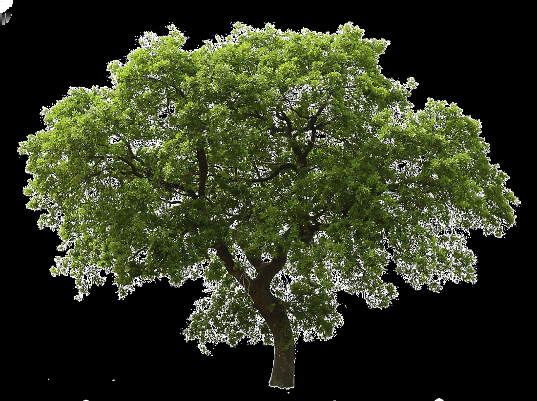 Árbol Verde Oscuro PNG transparente - StickPNG Árbol Verde Oscuro PNG transparente - StickPNG