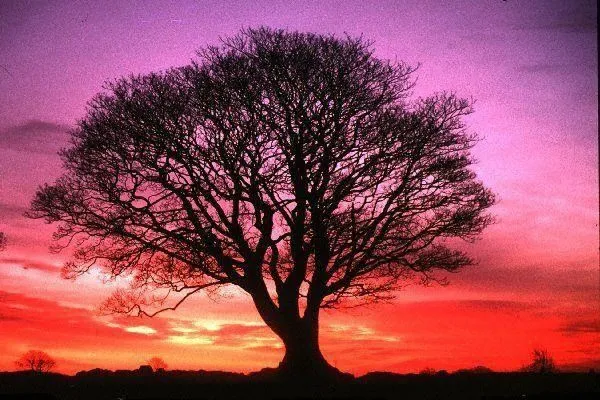 ktana...Ahí estas tu: EL ÁRBOL DE LA VIDA