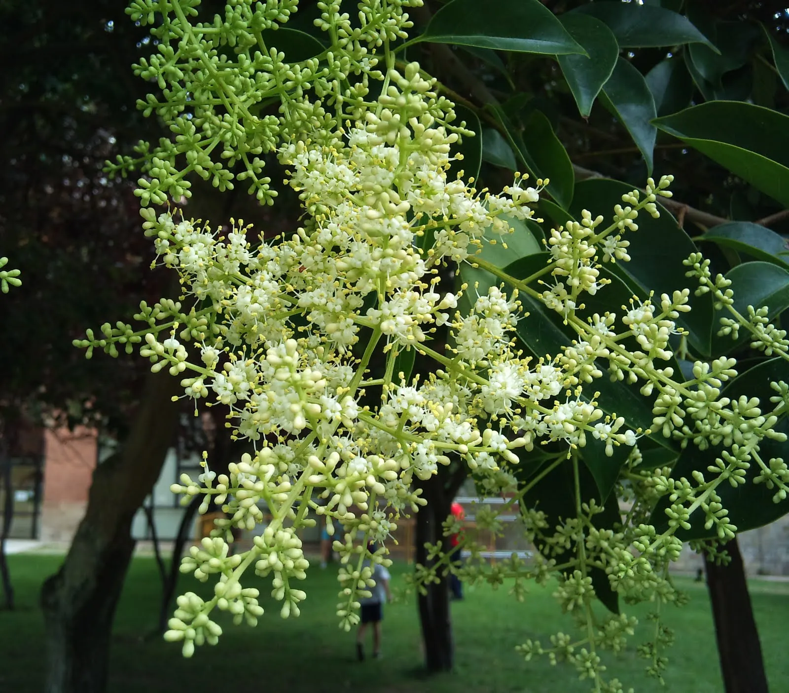 Árboles con alma: Aligustre de China (Ligustrum lucidum) Árboles con alma: Aligustre de China (Ligustrum lucidum)
