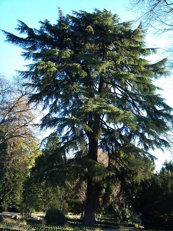 Árboles con alma: Cedro del Himalaya. Cedre. (Cedrus deodora) Árboles con alma: Cedro del Himalaya. Cedre. (Cedrus deodora)