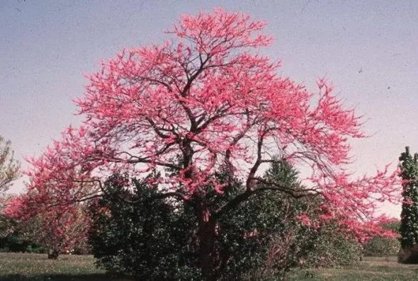 Árboles amarillos, naranjas y rojos otoño on Pinterest | Paisajes ...