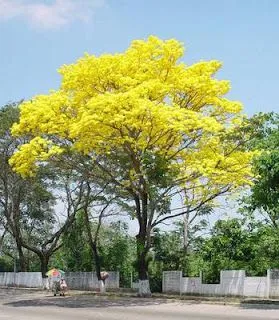 Árboles amarillos de los que no recuerdo el nombre.