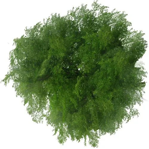 Arboles y arbustos en planta on Pinterest | Shrub, Trees and Search Arboles y arbustos en planta on Pinterest | Shrub, Trees and Search