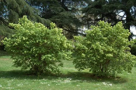 Árboles y Arbustos :: Viburnum opulus L. (bola de nieve, mundillos ... Árboles y Arbustos :: Viburnum opulus L. (bola de nieve, mundillos ...