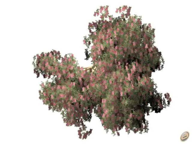 Arboles Autocad Photoshop: Árboles en Planta. Imágenes Arboles Autocad Photoshop: Árboles en Planta. Imágenes