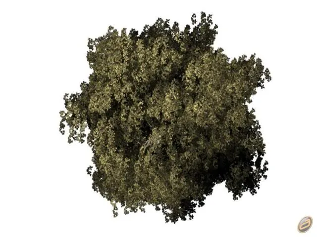 Arboles Autocad Photoshop: Árboles en Planta. Imágenes Arboles Autocad Photoshop: Árboles en Planta. Imágenes