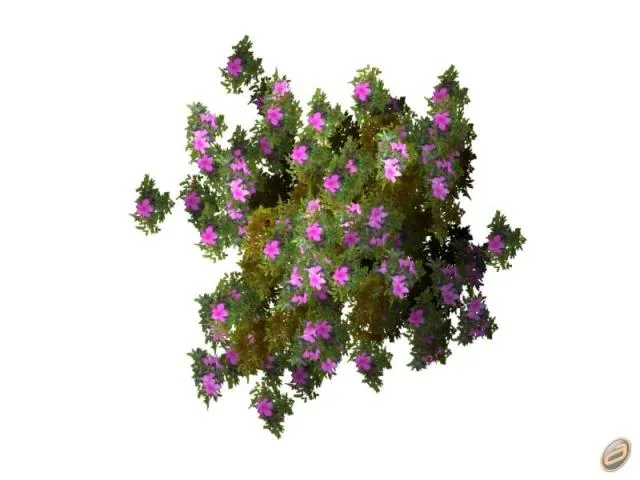 Arboles Autocad Photoshop: Árboles en Planta. Imágenes