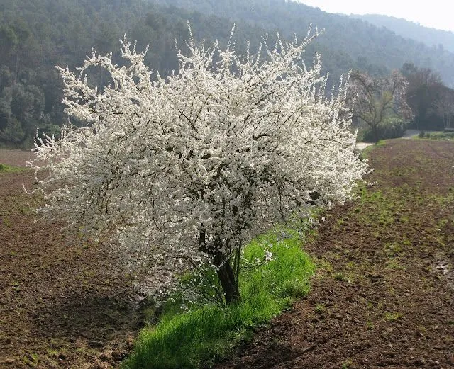 Árboles blancos.