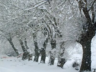 Arboles blancos.