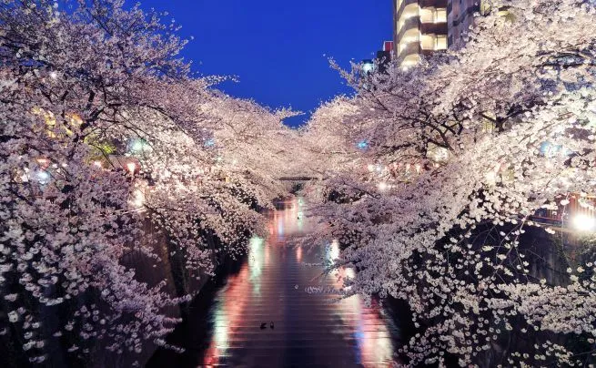 Arbol de cerezo japones wallpaper - Imagui