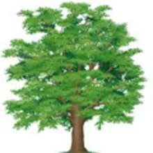 Árboles para colorear - LA NATURALEZA: dibujos para colorear ... Árboles para colorear - LA NATURALEZA: dibujos para colorear ...