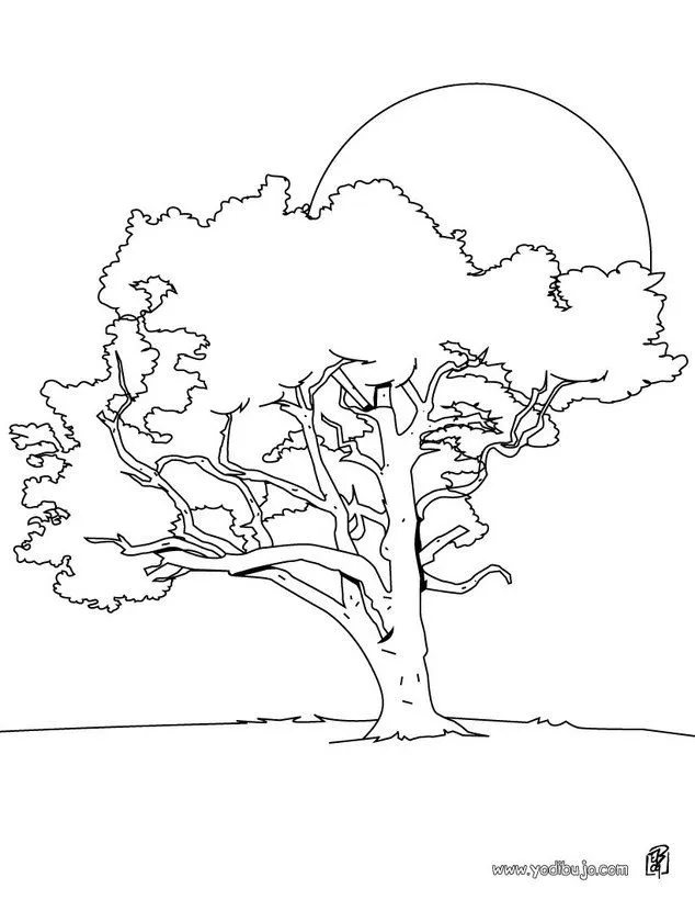 Árboles para colorear, un tilo para imprimir Árboles para colorear, un tilo para imprimir