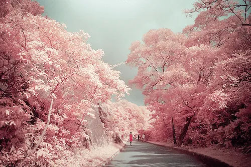 Árboles de Colores y Jardín Japones - Taringa! Árboles de Colores y Jardín Japones - Taringa!