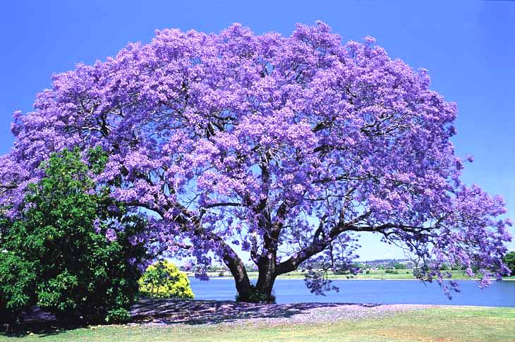 Árboles de Colores y Jardín Japones - Taringa! Árboles de Colores y Jardín Japones - Taringa!