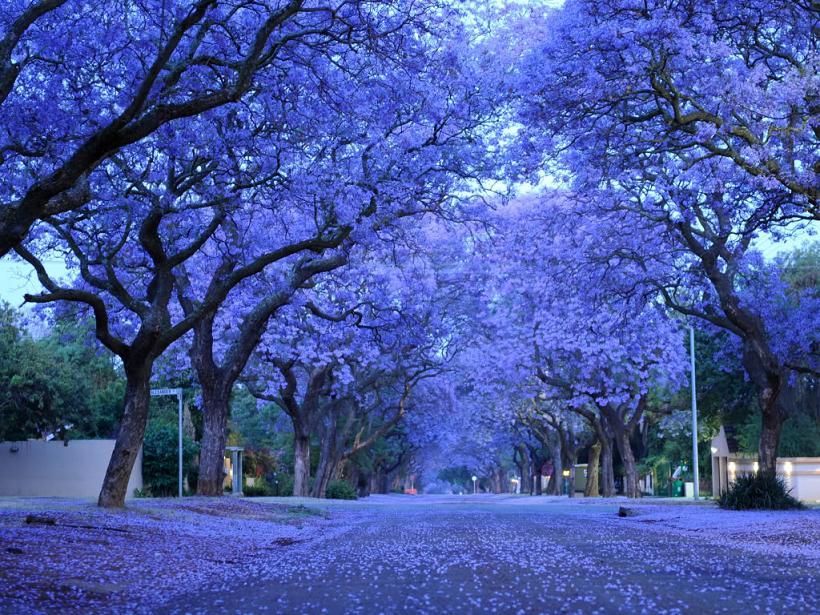 Árboles de Colores y Jardín Japones - Taringa!