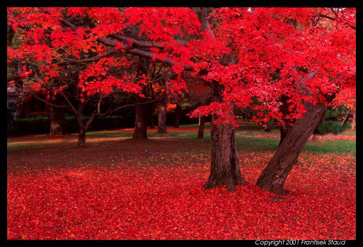Árboles de Colores y Jardín Japones - Taringa! Árboles de Colores y Jardín Japones - Taringa!