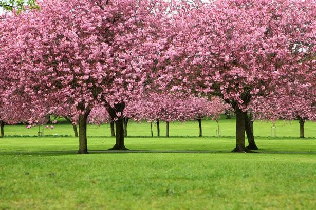 Árboles de Colores y Jardín Japones - Taringa! Árboles de Colores y Jardín Japones - Taringa!