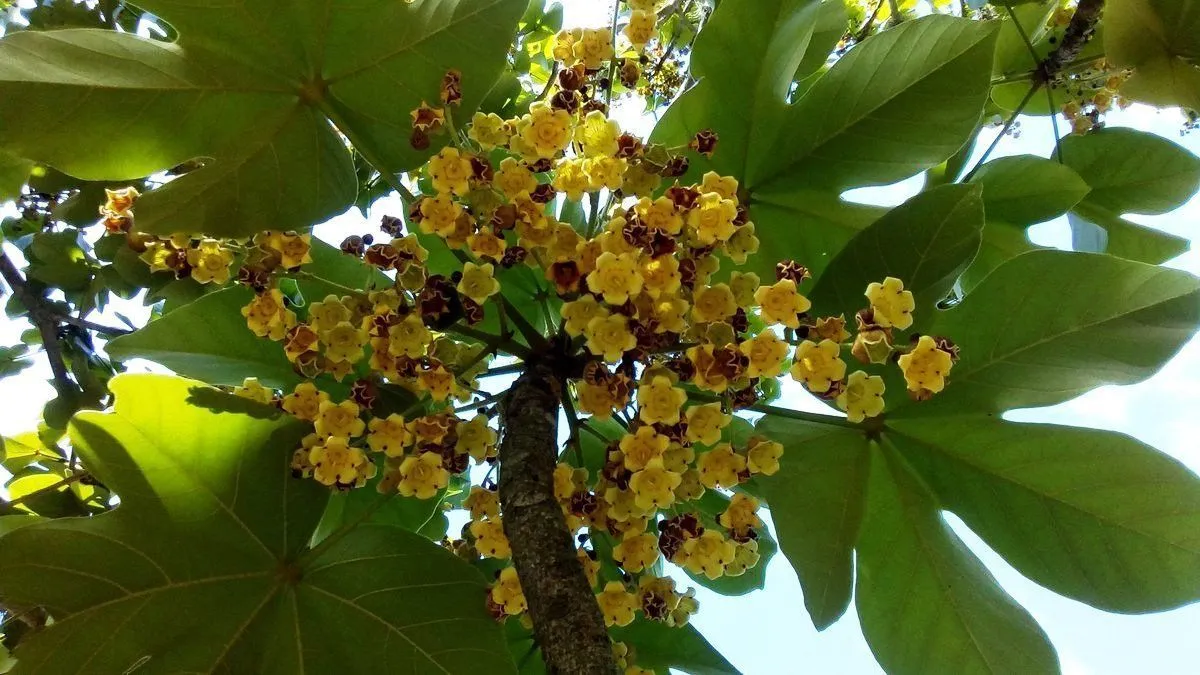 Árboles emblemáticos de Venezuela - Haiman El Troudi Árboles emblemáticos de Venezuela - Haiman El Troudi