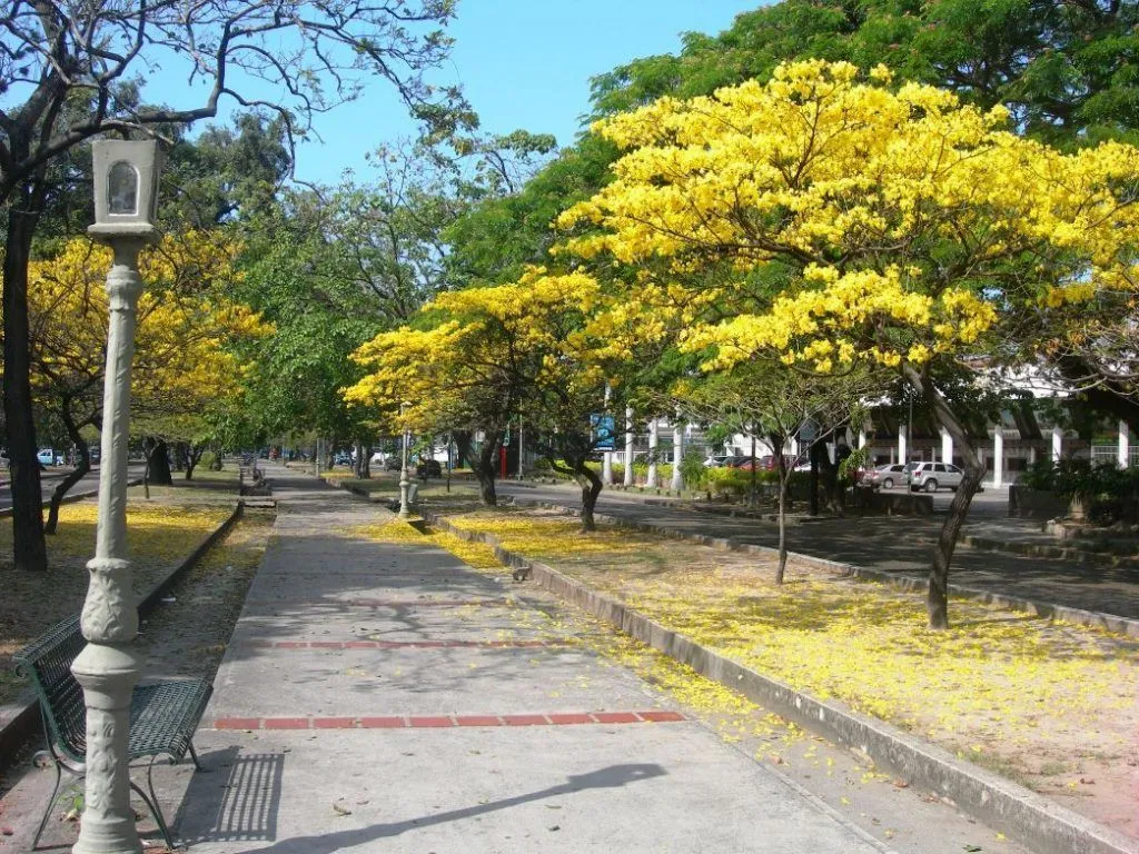 Árboles emblemáticos de Venezuela - Haiman El Troudi